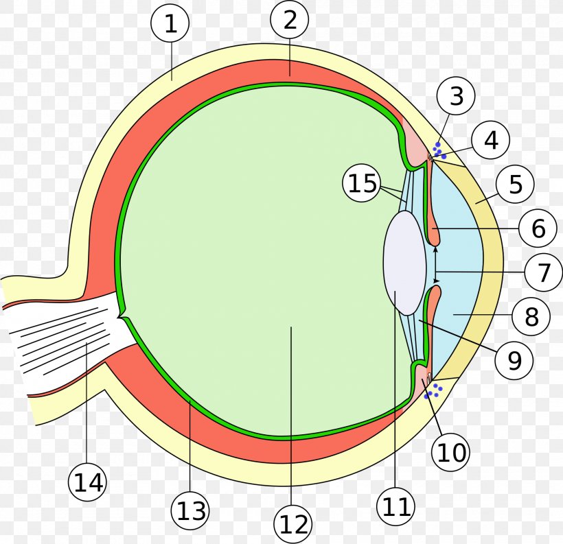 Human Eye Anatomy Ophthalmology Human Body, PNG, 1920x1859px, Watercolor, Cartoon, Flower, Frame, Heart Download Free