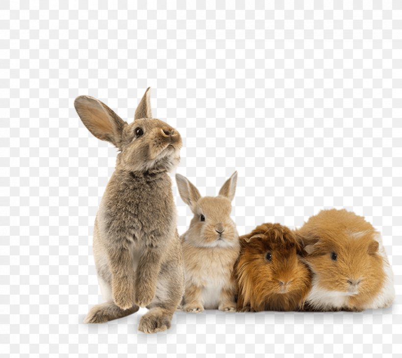 Lionhead Rabbit Domestic Rabbit Stock Photography Holland Lop, PNG, 1200x1068px, Lionhead Rabbit, Domestic Rabbit, Dwarf Rabbit, Exotic Pet, Fauna Download Free