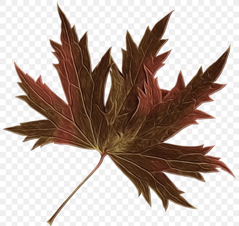 Maple Tree, PNG, 800x774px, Leaf, Brown, Feather, Flower, Grass Download Free