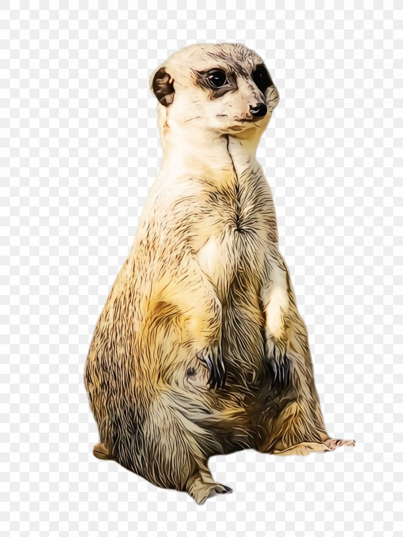 Meerkat Mongoose Wildlife Whiskers, PNG, 1732x2308px, Watercolor, Meerkat, Mongoose, Paint, Wet Ink Download Free