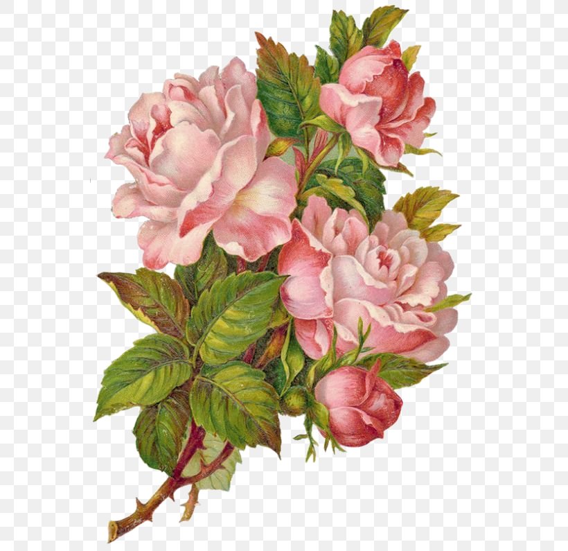 Paper Rose Flower Sticker, PNG, 564x795px, Paper, Art, Begonia, Blossom, Branch Download Free