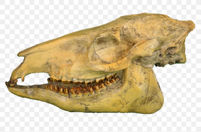 Reptile Skull Snout, PNG, 1500x993px, Reptile, Bone, Jaw, Organism, Skull Download Free