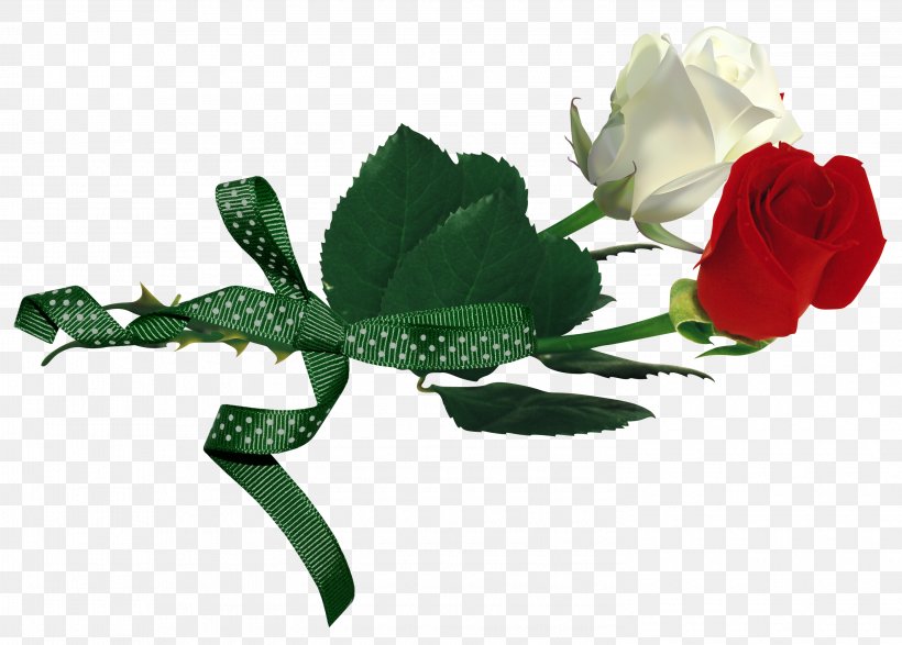 Rosa Gallica Rosa Xd7 Alba White Red, PNG, 2950x2114px, Rosa Gallica, Brightness, Cut Flowers, Dia Dos Namorados, Flora Download Free