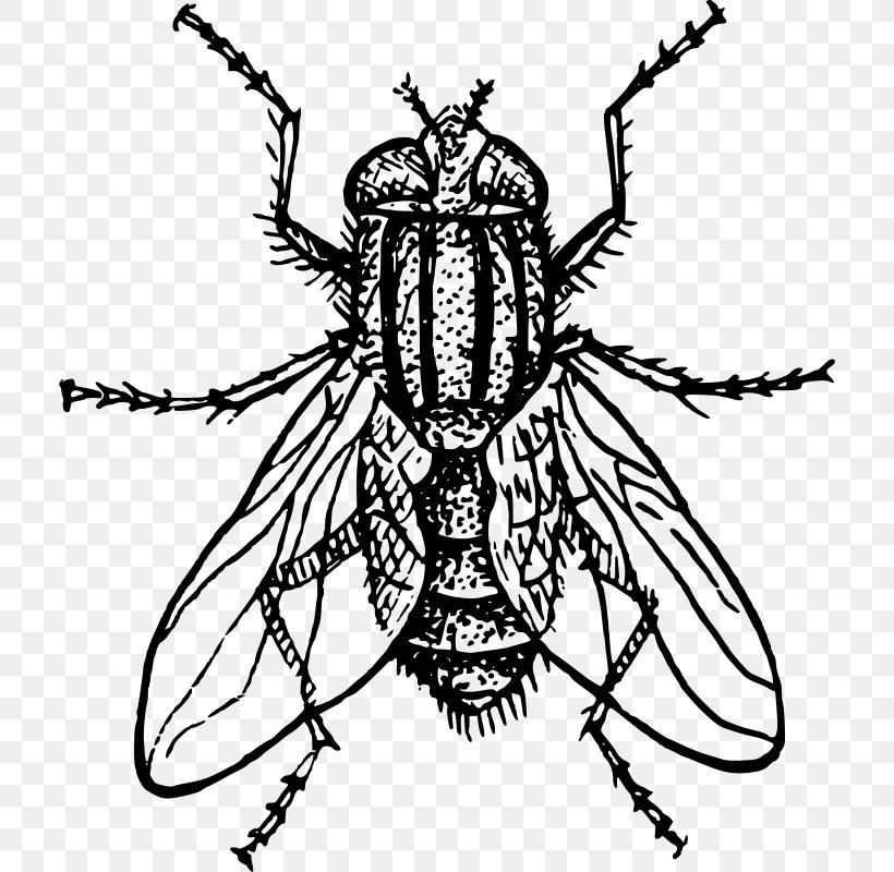 Insect Drawing Housefly, PNG, 712x800px, Insect, Art, Arthropod, Artwork, Black And White Download Free