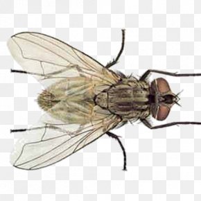 Lesser House Fly Images, Lesser House Fly Transparent PNG, Free download