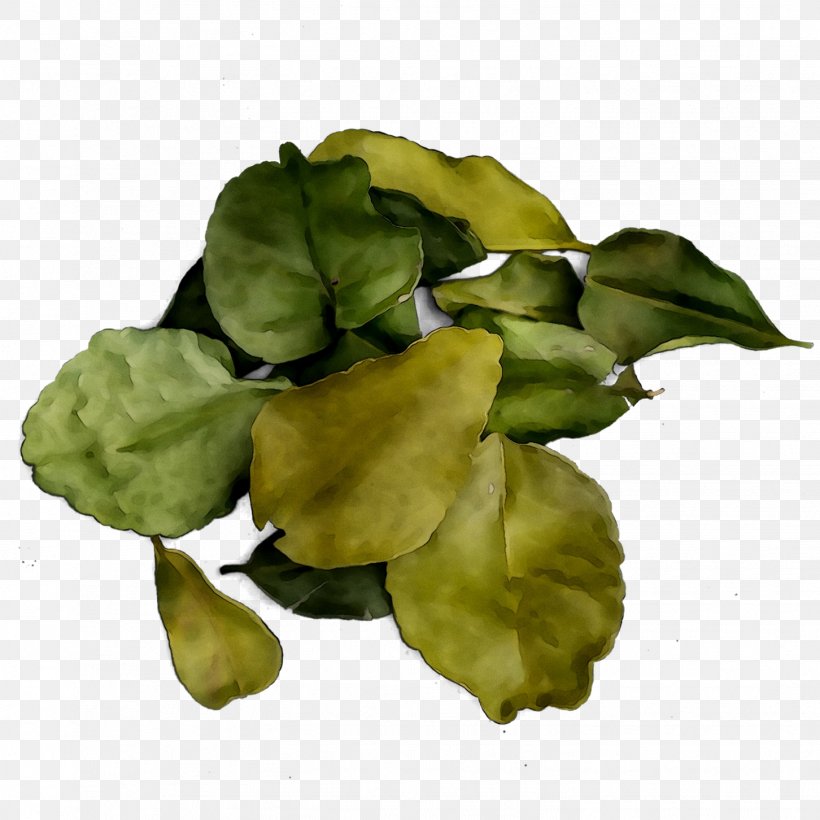 Leaf Greens, PNG, 1452x1452px, Leaf, Flower, Flowering Plant, Greens, Petal Download Free