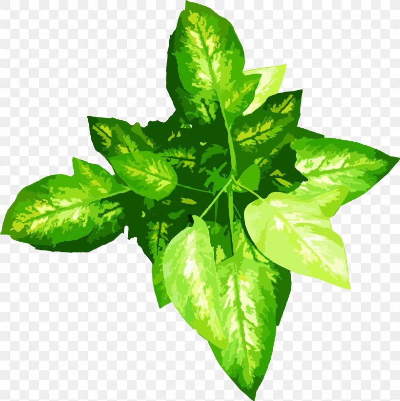 Leaf Plant Flowerpot Crop Nature, PNG, 1913x1920px, Leaf, Basil, Cactaceae, Crop, Flowerpot Download Free