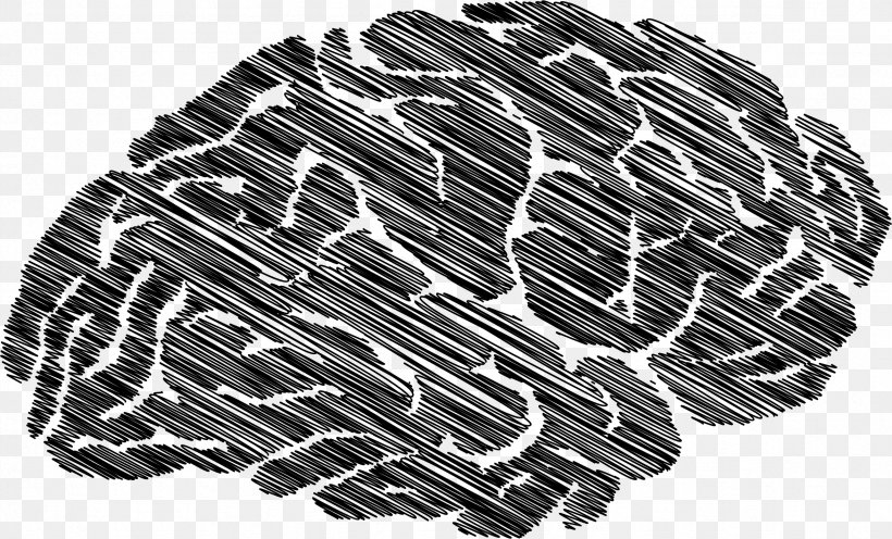Lobes Of The Brain Clip Art, PNG, 2352x1424px, Brain, Anatomy, Automotive Tire, Black, Black And White Download Free