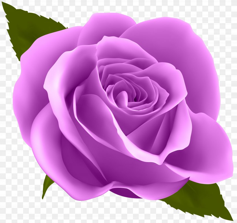 Rose Flower Purple Clip Art, PNG, 8000x7536px, Rose, Blue Rose, Color, Cut Flowers, Floribunda Download Free