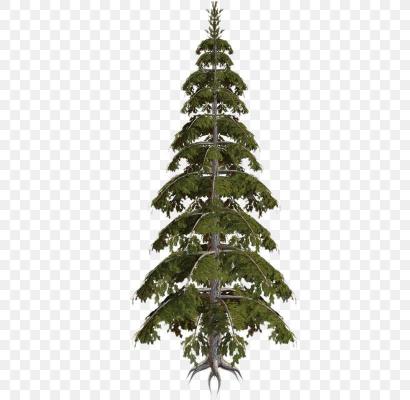 Spruce Christmas Tree Fir Christmas Ornament Pine, PNG, 410x800px, Spruce, Branch, Candle, Christmas, Christmas Decoration Download Free
