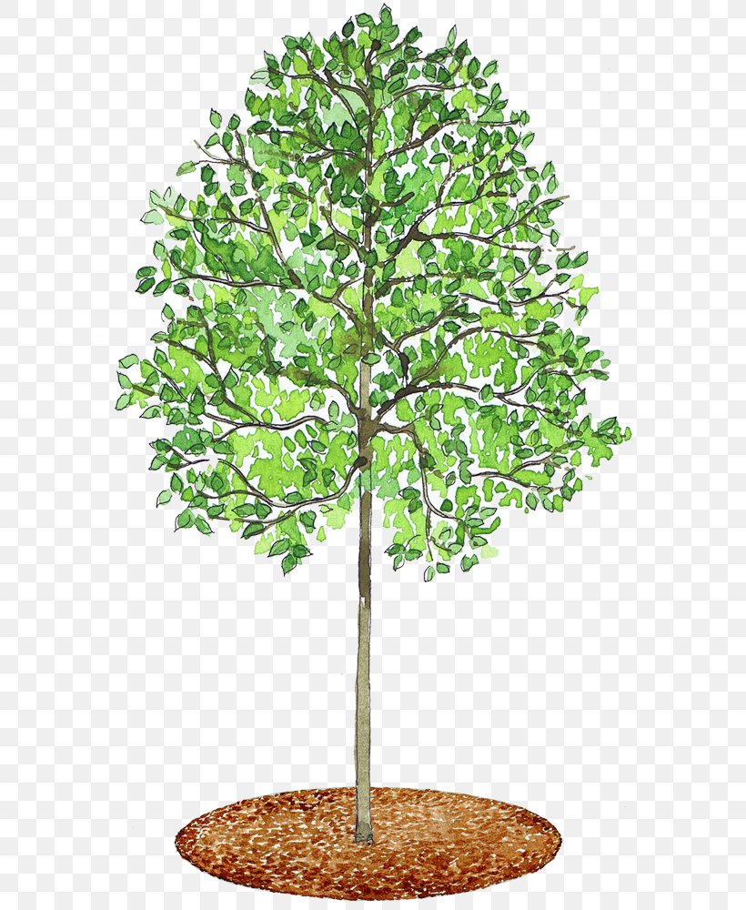 Tilia Cordata Plane Trees Mulch, PNG, 618x1000px, Tilia Cordata, Branch, Copyright, Evergreen, Flowerpot Download Free