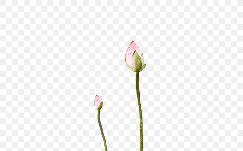 Tulip Cut Flowers Bud Plant Stem Petal, PNG, 567x510px, Tulip, Bud, Cut Flowers, Flower, Flowering Plant Download Free