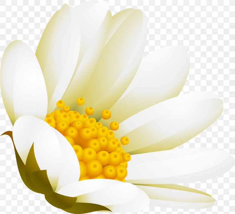 White Flower Advertising DenizBank, PNG, 1200x1095px, White, Advertising, Closeup, Denizbank, Flower Download Free