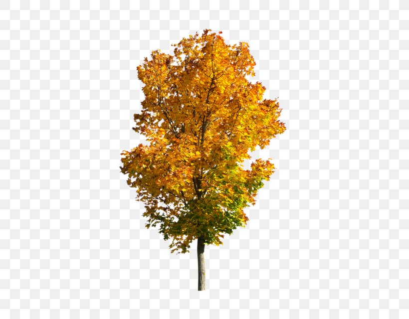 Autumn Fall Tree Image, PNG, 480x640px, Autumn, American Larch, Autumn Leaf Color, Black Maple, Branch Download Free