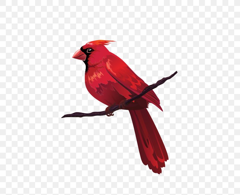 Bird Euclidean Vector Red Clip Art, PNG, 659x664px, Bird, Animal, Beak, Branch, Cardinal Download Free