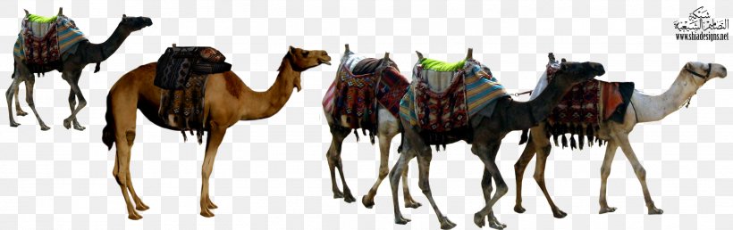 Dromedary Sahara Caravan Xerocole Jacob And Esau, PNG, 2836x893px, Dromedary, Animal Figure, Arabian Camel, Bedouin, Camel Download Free