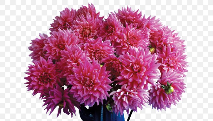 Dahlia Flower Desktop Wallpaper High-definition Television Display Resolution, PNG, 650x469px, Dahlia, Annual Plant, Aster, Bud, Chrysanths Download Free