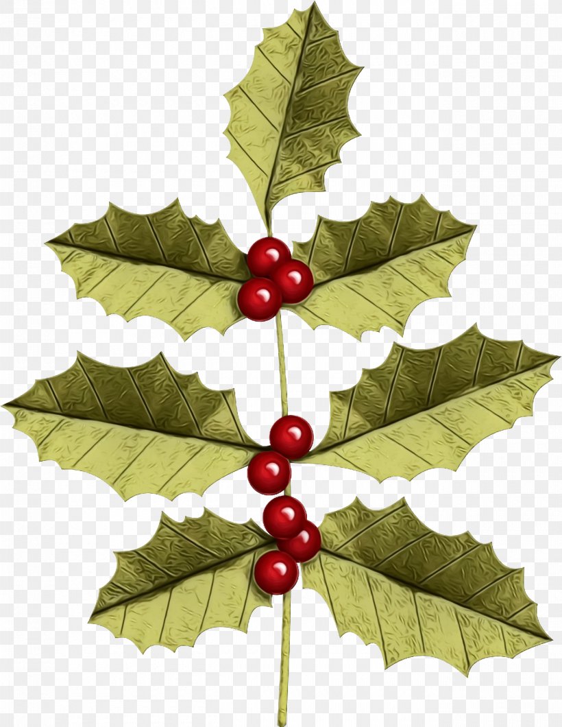 Holly, PNG, 1300x1682px, Christmas Holly, American Holly, Christmas, Flower, Grape Leaves Download Free