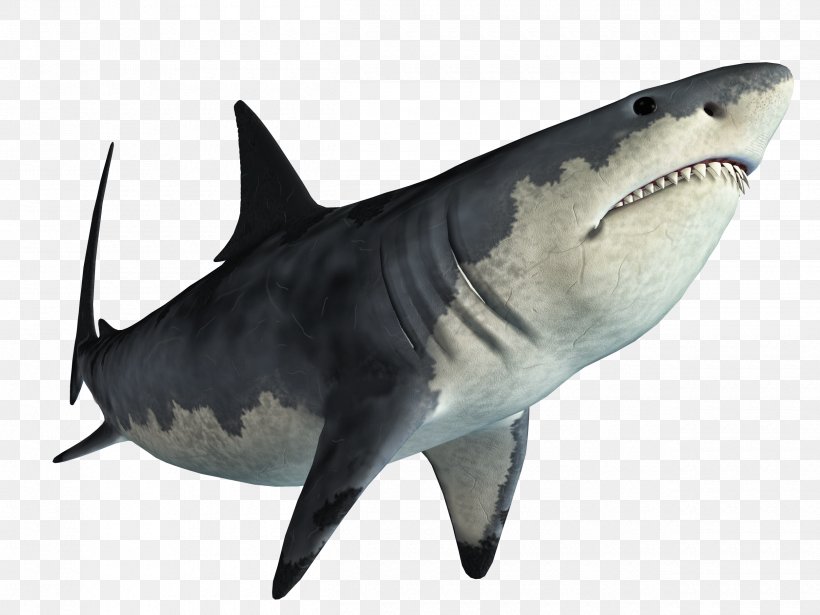 Shark Jaws Tadzio, PNG, 2500x1875px, Shark, Carcharhiniformes, Cartilaginous Fish, Coreldraw, Css Sprites Download Free