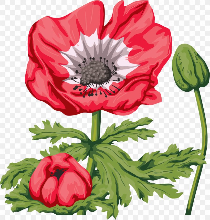 Common Poppy Flower Clip Art, PNG, 1106x1159px, Common Poppy, Anemone, Annual Plant, Blume, Chrysanths Download Free