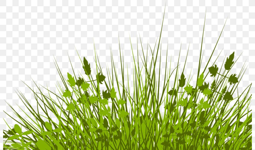Lawn Royalty-free Stock Photography Illustration, PNG, 800x483px, Lawn, Chrysopogon Zizanioides, Grass, Grass Family, Herb Download Free