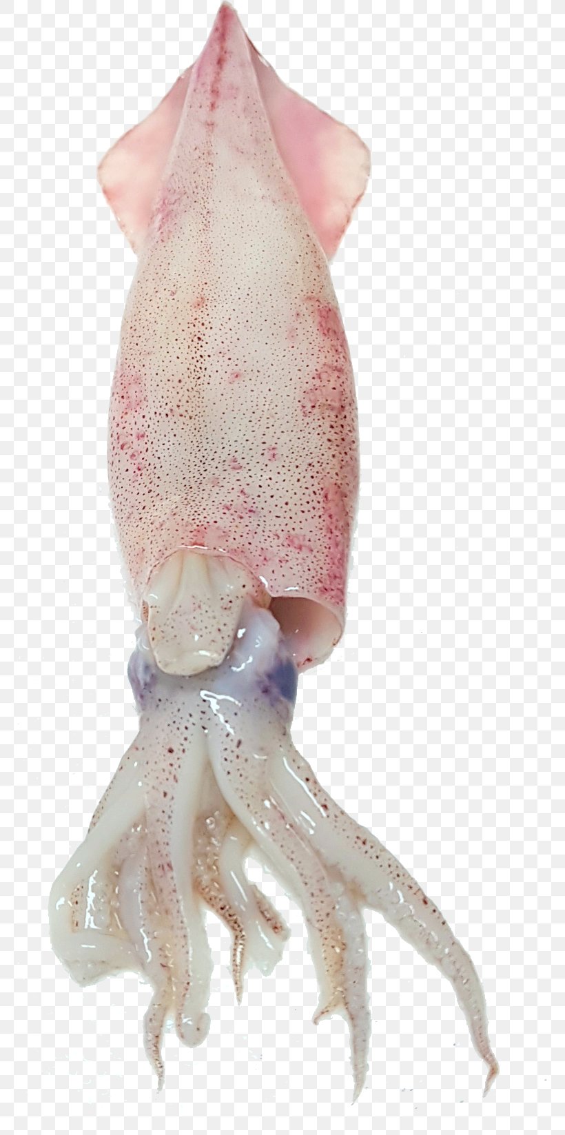 Squid As Food Octopus Seafood Fish, PNG, 769x1647px, Squid, Adobe Creative Cloud, Animal Source Foods, Biology, Cephalopod Download Free