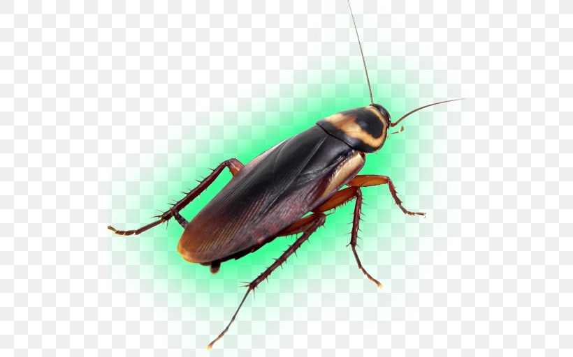 American Cockroach Pest Control Insect, PNG, 512x512px, Cockroach, American Cockroach, Arthropod, Beetle, Exterminator Download Free