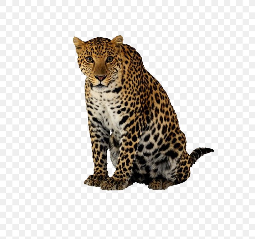 Cheetah Leopard Jaguar Felidae, PNG, 738x768px, Cheetah, Big Cats, Carnivoran, Cat Like Mammal, Display Resolution Download Free