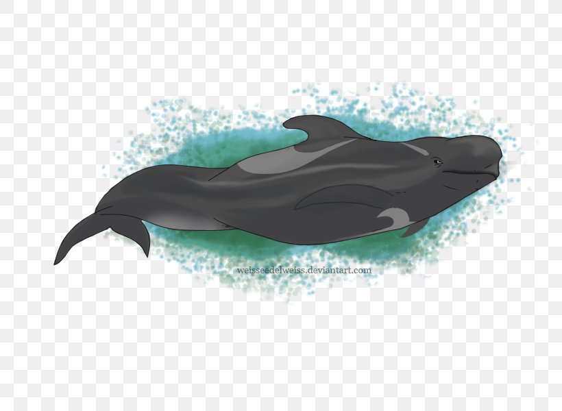 Common Bottlenose Dolphin Wholphin Short-beaked Common Dolphin Tucuxi Short-finned Pilot Whale, PNG, 800x600px, Common Bottlenose Dolphin, Aqua, Bottlenose Dolphin, Cetacea, Dolphin Download Free