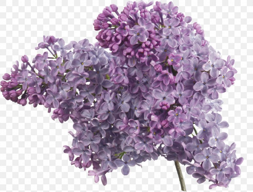 Common Lilac Lavender Clip Art, PNG, 1280x976px, Common Lilac, Color, Cut Flowers, Flower, Flowering Plant Download Free