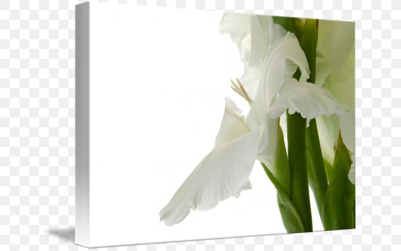 Flower Gladiolus Stock Photography Bulb, PNG, 650x513px, Flower, Alamy, Art, Bulb, Digital Photography Download Free