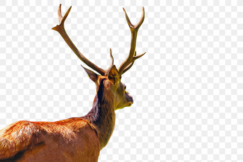 Reindeer, PNG, 1920x1280px, Reindeer, Antler, Biology, Elk, Science Download Free