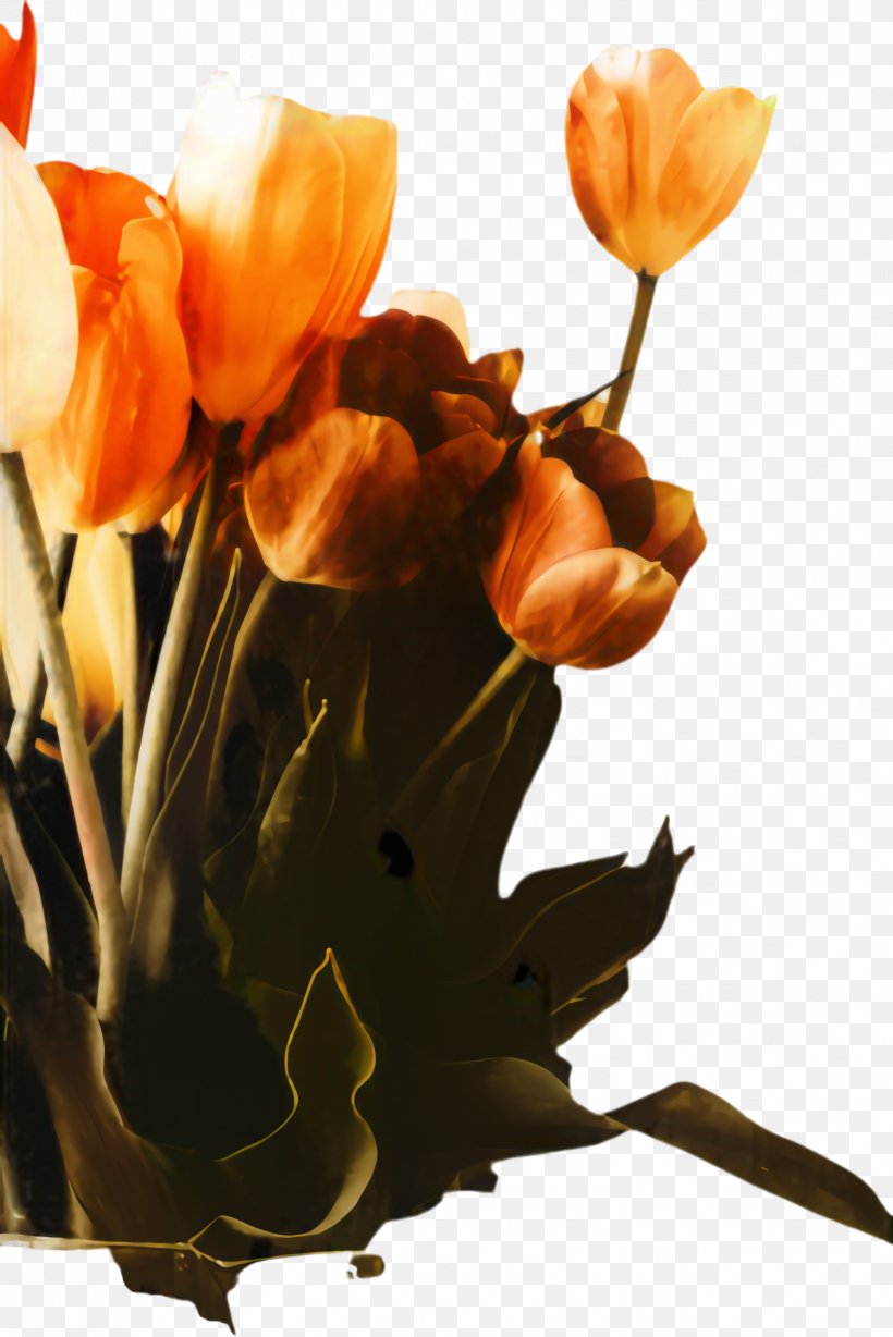 Flowers Background, PNG, 1632x2445px, Tulip, Blossom, Computer, Cut Flowers, Flora Download Free