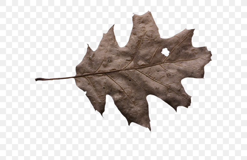 Maple Leaf, PNG, 800x533px, Leaf, Black Maple, Deciduous, Maple Leaf, Plane Download Free