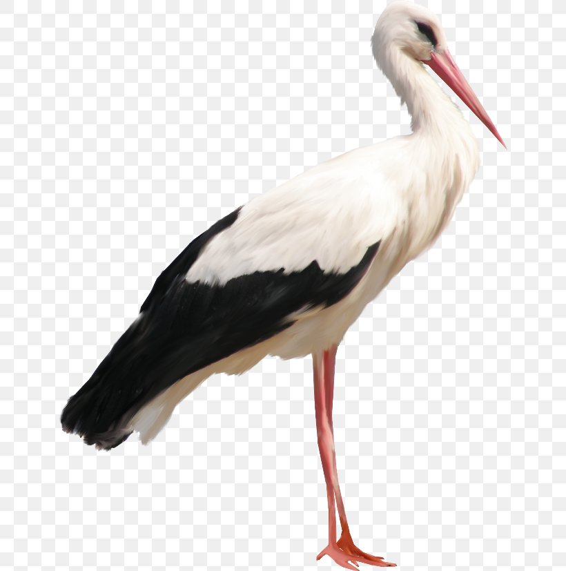 Clip Art Transparency Image Stork, PNG, 650x827px, Stork, Beak, Bird, Ciconiiformes, Fauna Download Free