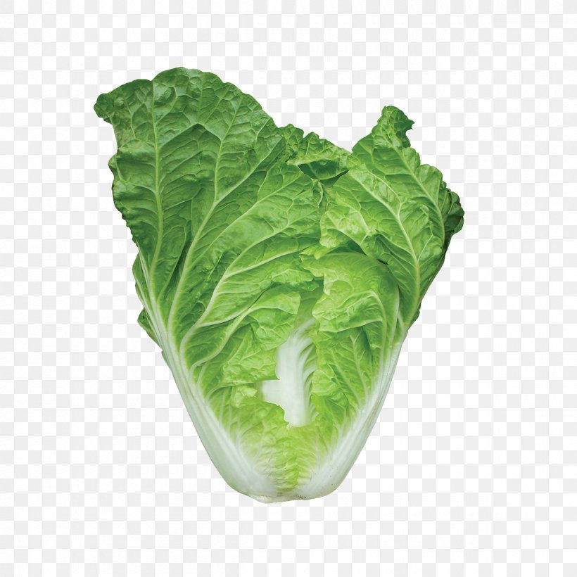 Romaine Lettuce Choy Sum Chinese Cabbage Spring Greens, PNG, 1200x1200px, Romaine Lettuce, Bok Choi, Cabbage, Celtuce, Chard Download Free