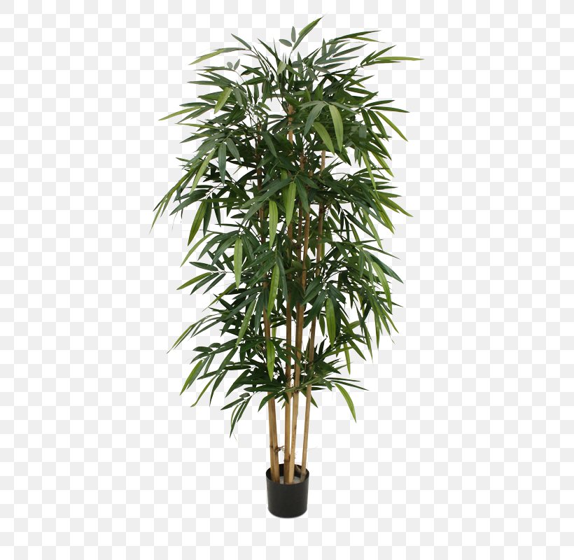 Weeping Fig Bamboo Houseplant Tree Silk, PNG, 800x800px, Weeping Fig, Albizia Julibrissin, Arecales, Artificial Flower, Bamboo Download Free