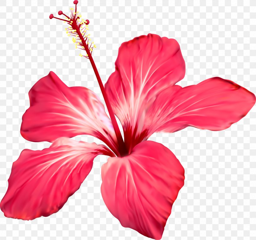 Clip Art Stock Photography Flower Shoeblackplant Floral Design, PNG, 1462x1376px, Stock Photography, China Rose, Chinese Hibiscus, Drawing, Floral Design Download Free