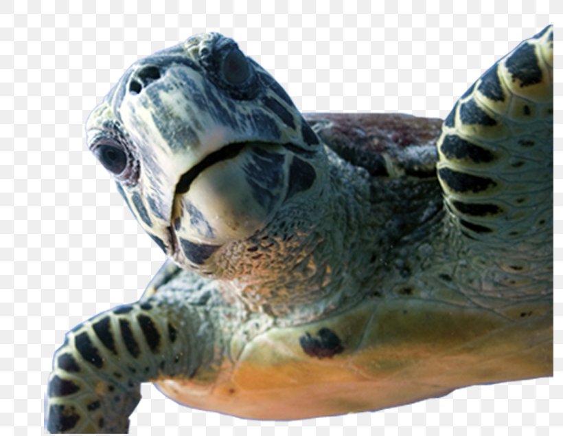 Dive Wishes & More Loggerhead Sea Turtle HONTZA MUSEOA FUNDAZIOA Underwater Diving, PNG, 800x634px, Loggerhead Sea Turtle, Das Catalonia, Emydidae, Fauna, Fish Download Free