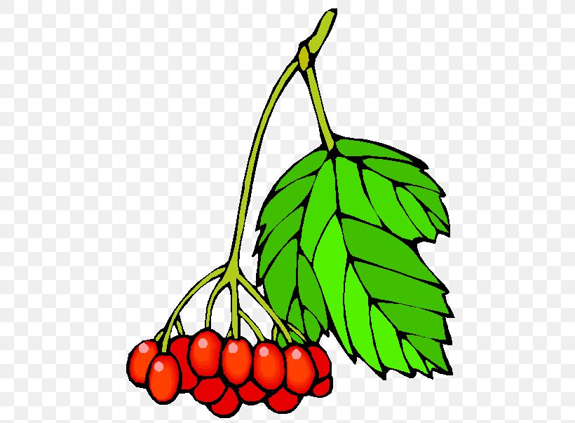 Fruit Auglis Clip Art, PNG, 490x604px, Fruit, Artwork, Auglis, Berry, Branch Download Free