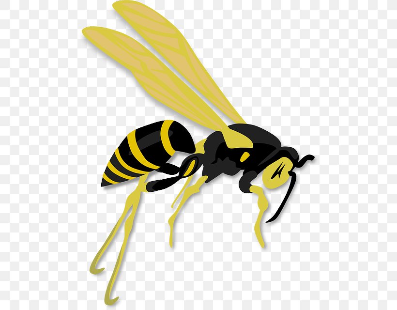 Hornet Western Honey Bee Wasp, PNG, 500x640px, Hornet, Arthropod, Bee, Fly, Honey Bee Download Free