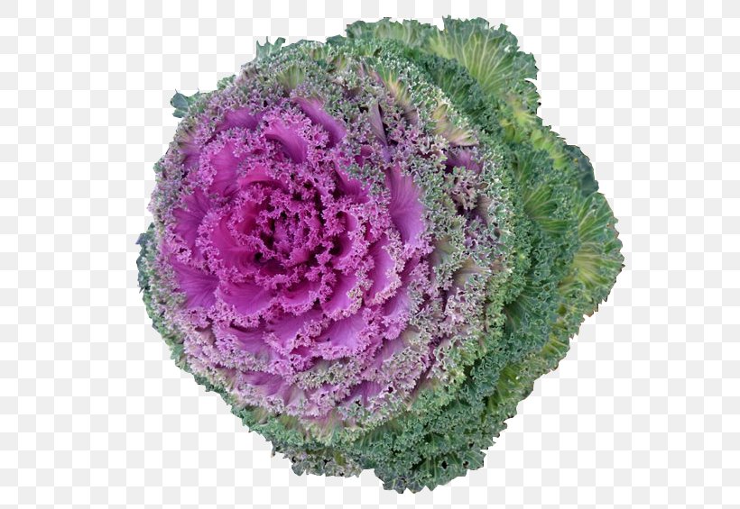 Cabbage Kale Cauliflower Vegetarian Cuisine Vegetable, PNG, 650x565px, Cabbage, Artificial Flower, Brassica Oleracea, Cauliflower, Collard Greens Download Free
