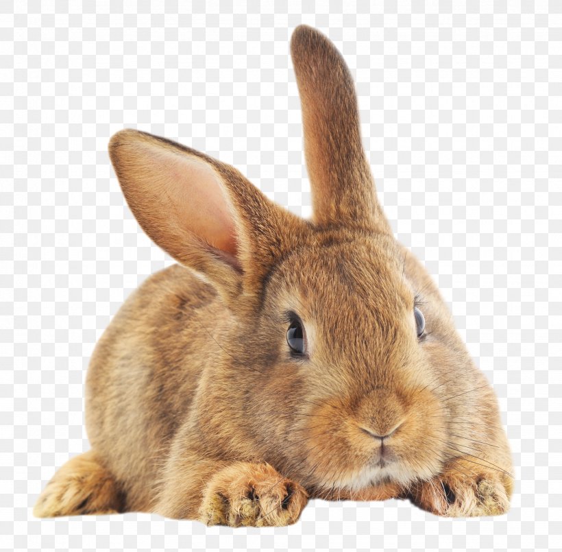 Domestic Rabbit European Rabbit Easter Bunny Hare, PNG, 1746x1716px, Domestic Rabbit, Easter Bunny, European Rabbit, French Lop, Fur Download Free