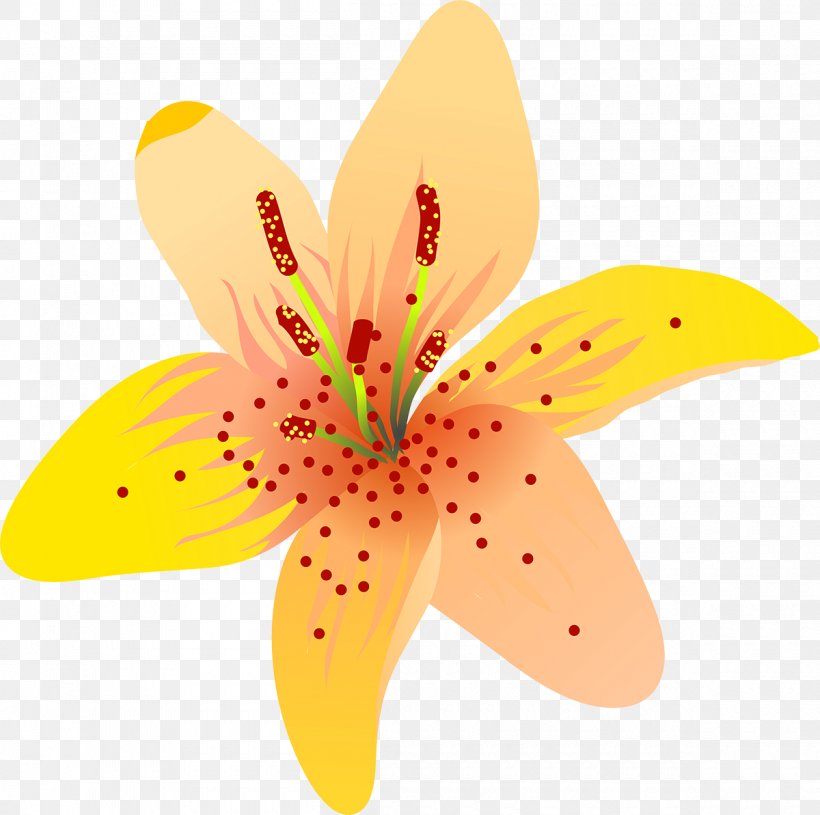Flowering Plant Petal Flowering Plant Close-up, PNG, 1200x1193px, Flower, Closeup, Flowering Plant, Lily, Lily M Download Free
