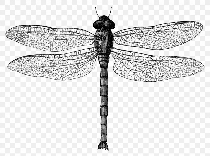 Insect Dragonfly Clip Art, PNG, 1600x1191px, Insect, Art, Arthropod, Black And White, Dragonflies And Damseflies Download Free