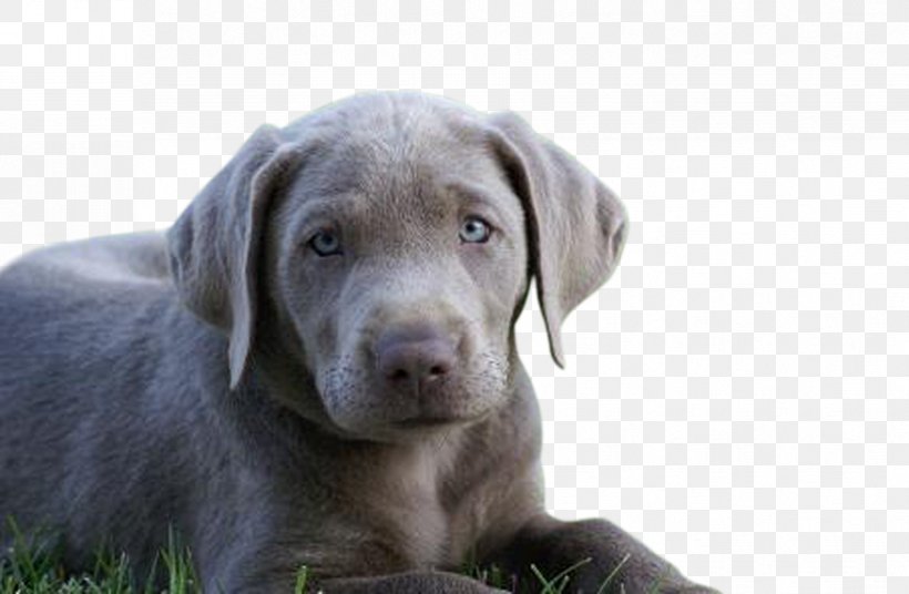 Labrador Retriever Weimaraner Puppy Dog Breed Blue Lacy, PNG, 827x541px, Labrador Retriever, American Kennel Club, Blue Lacy, Breed, Breeder Download Free