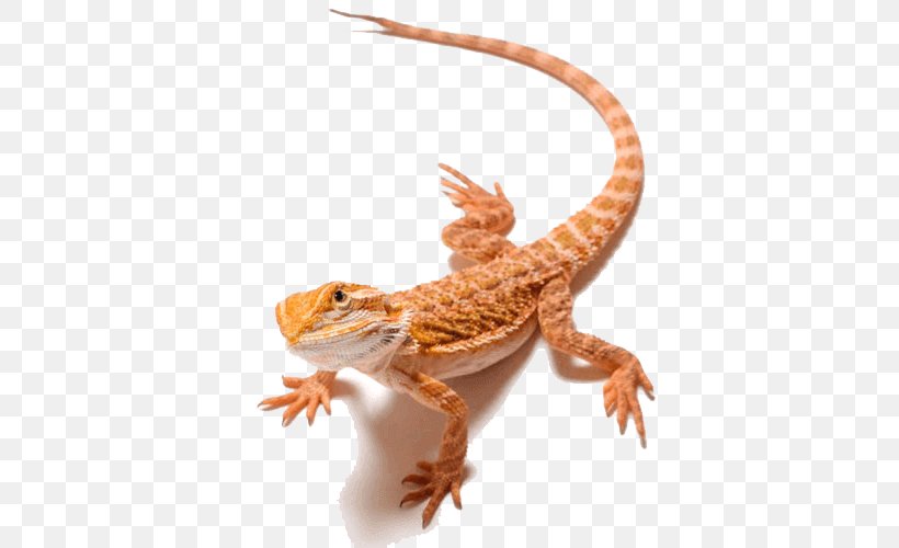 Lizard Reptile Komodo Dragon Clip Art Central Bearded Dragon, PNG, 720x500px, Lizard, Agama, Agamid Lizards, Agamidae, Bearded Dragons Download Free