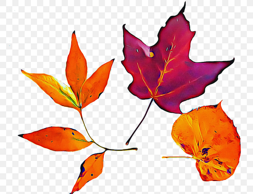 Maple Leaf, PNG, 800x627px, Leaf, Autumn, Black Maple, Coquelicot, Deciduous Download Free