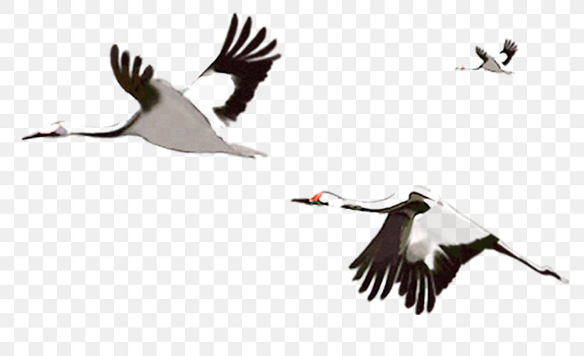 Red-crowned Crane Bird Goose, PNG, 779x500px, Crane, Animal Migration, Beak, Bird, Bird Migration Download Free