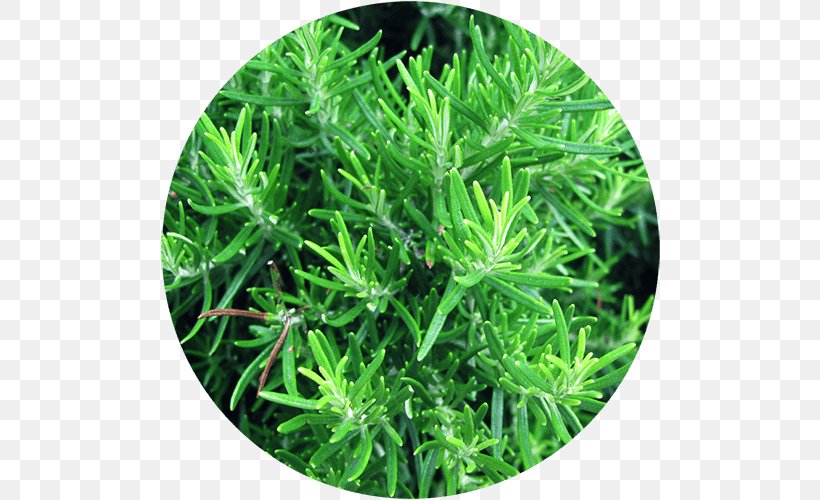 Rosemary Italian Cuisine Southernwood Herb Spice, PNG, 500x500px, Rosemary, Basil, Flavor, Food, Grass Download Free